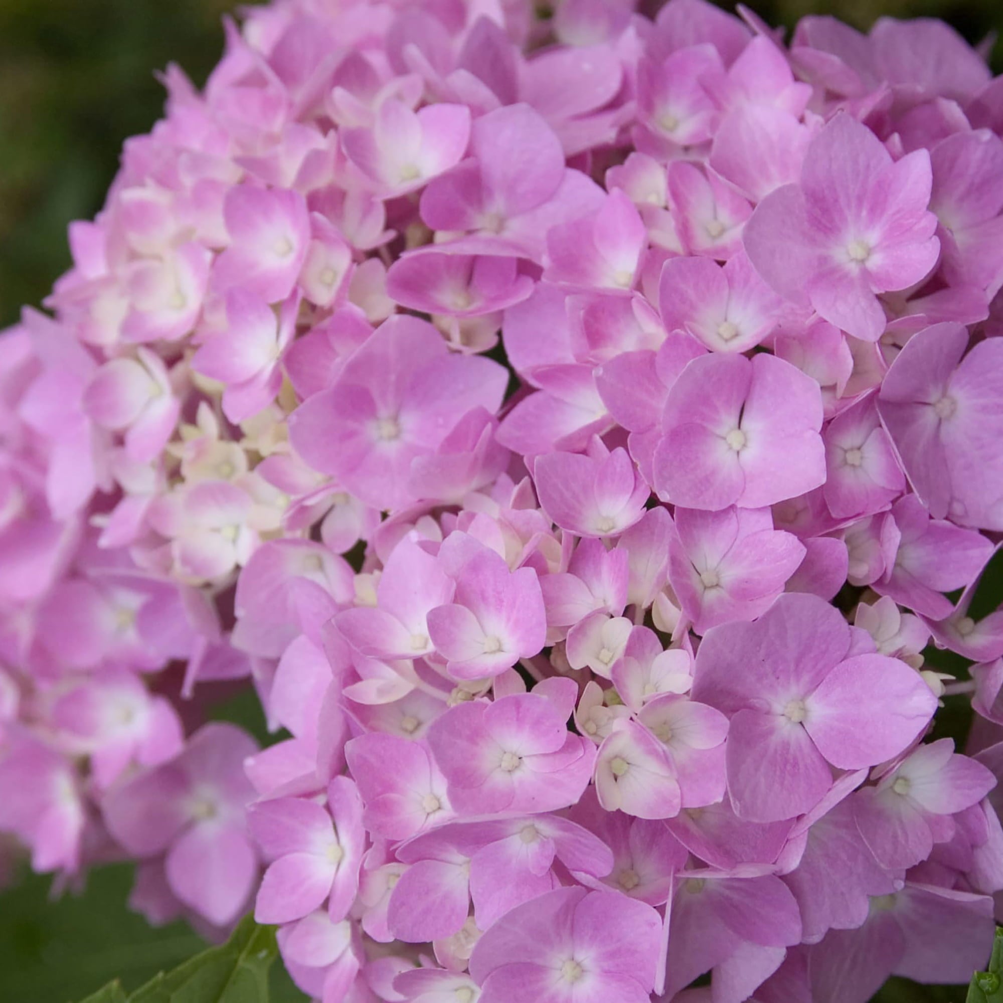 Endless Summer Hydrangea Original Shrub 5 Gallon