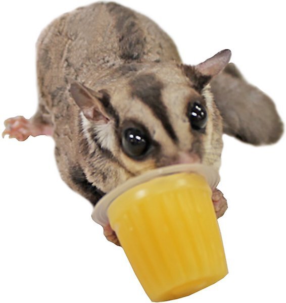 Exotic Nutrition Sugar Glider Food Starter Kit