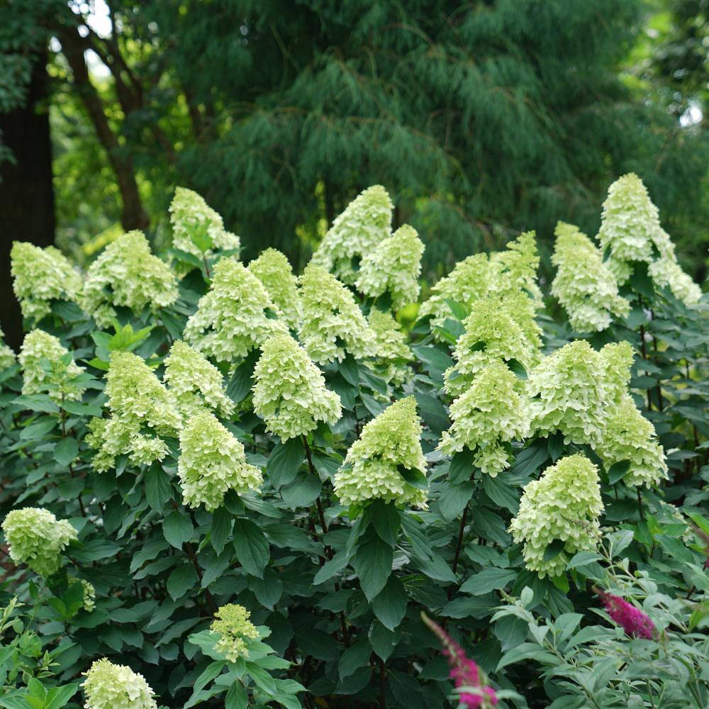 PROVEN WINNERS 2 Gal. Limelight Prime Hydrangea Shrub with Green to Pink Flowers 14719