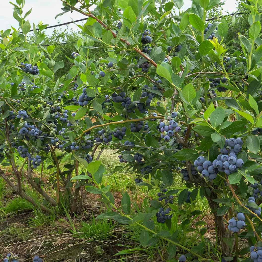 Toro Blueberry Bush