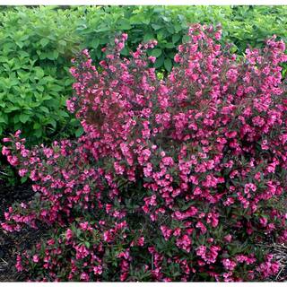 PROVEN WINNERS 1 Gal. Wine and Roses Reblooming Weigela (Florida) Live Shrub Pink Flowers and Dark Purple Foliage WEIPRC1016101