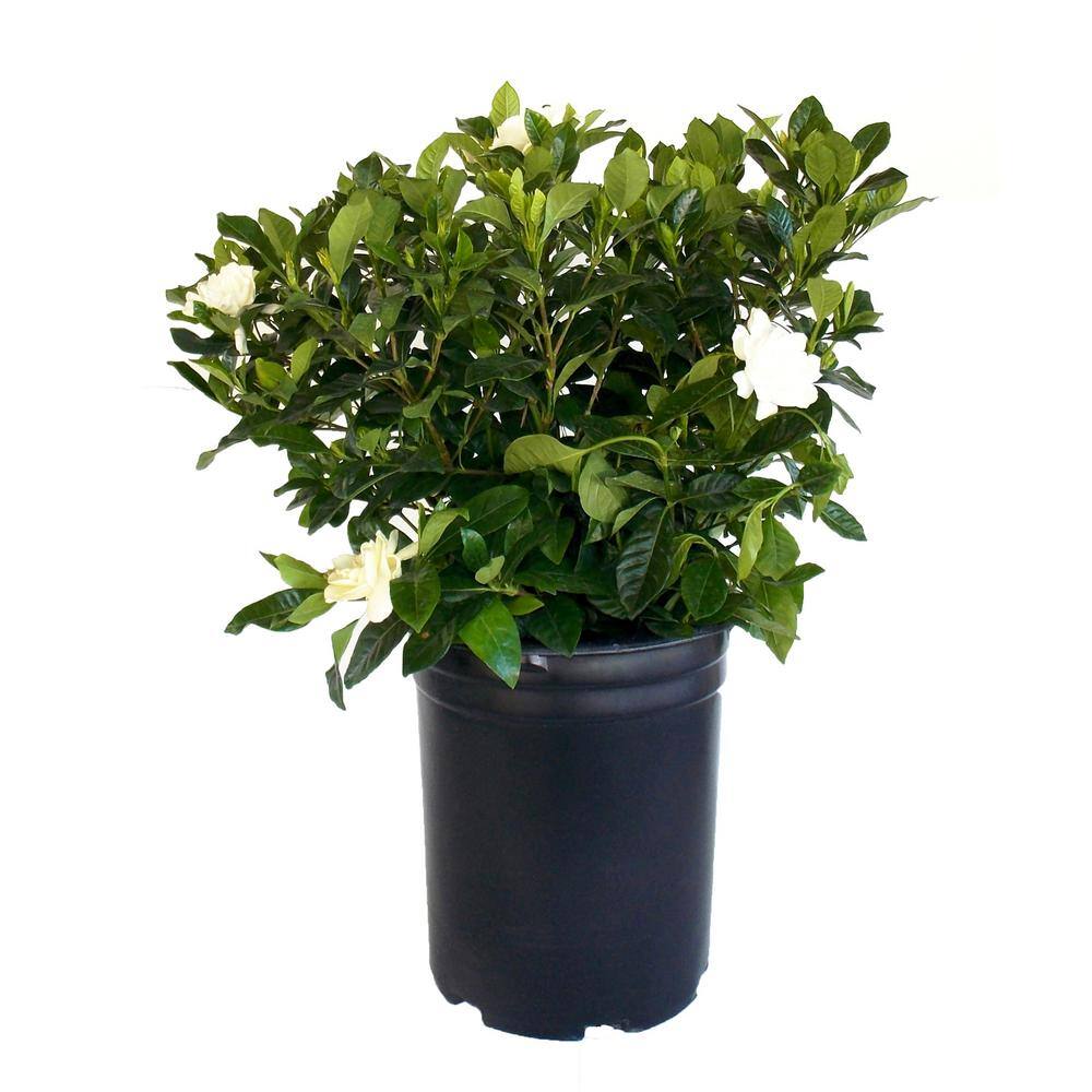EVERDE GROWERS 5 Gal Gardenia Veitchii Plant with White Blooms GARJAF0905