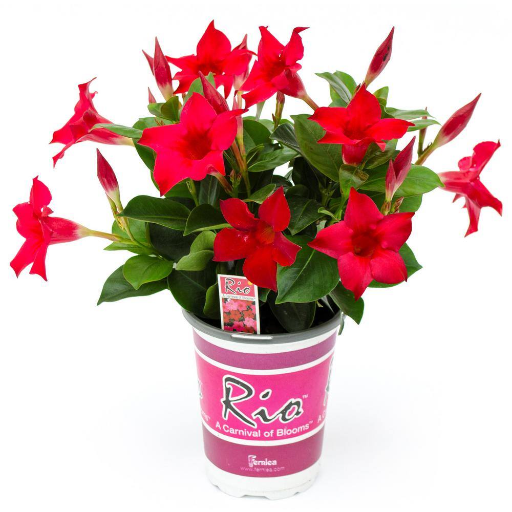 Rio 1.25 Qt. (#6) Dipladenia Flowering Annual Shrub with Red Blooms 1004124216