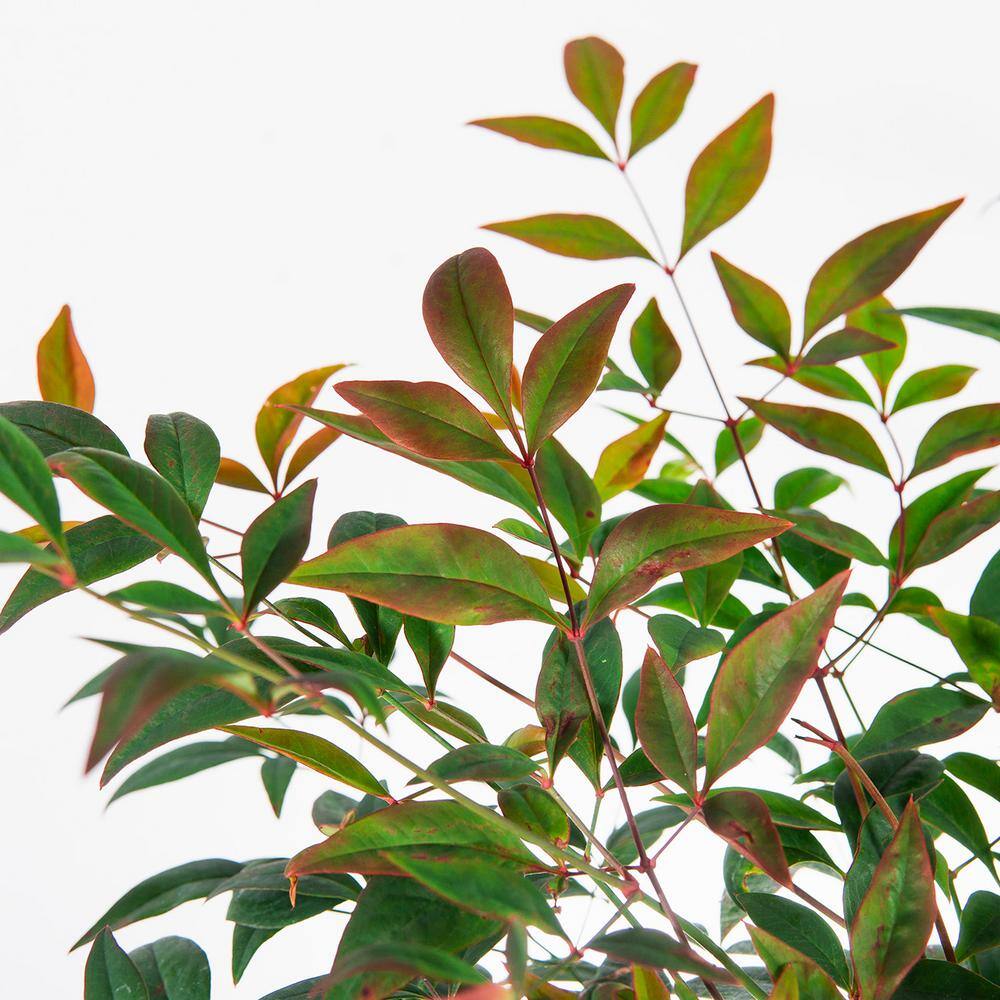 Perfect Plants 3 Gal. Nandina Gulfstream - Heavenly Bamboo Shrub (2-Pack) THD00419