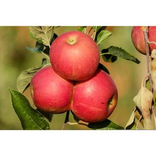 Online Orchards 3 ft. Red McIntosh Apple Tree with Scarlet Splashed Tart Fruit Great for Eating and Baking FTAP209