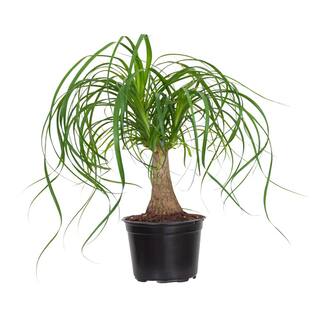 United Nursery Ponytail Palm Live Indoor Beaucarnea Guatemalensis Recurvata Houseplant Shipped in 6 inch Grower Pot 22082