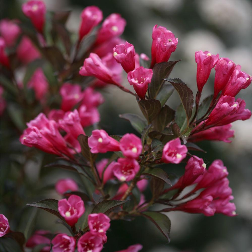 Wine & Roses® Weigela Shrub