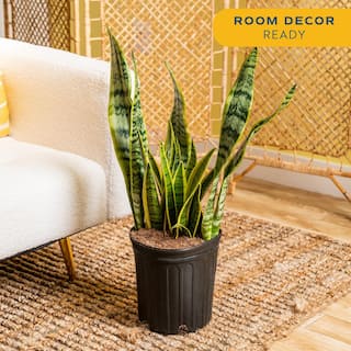 Costa Farms Sansevieria Laurentii Indoor Snake Plant in 8.75 in. Grower Pot Avg. Shipping Height 1-2 ft. Tall 10SANSL