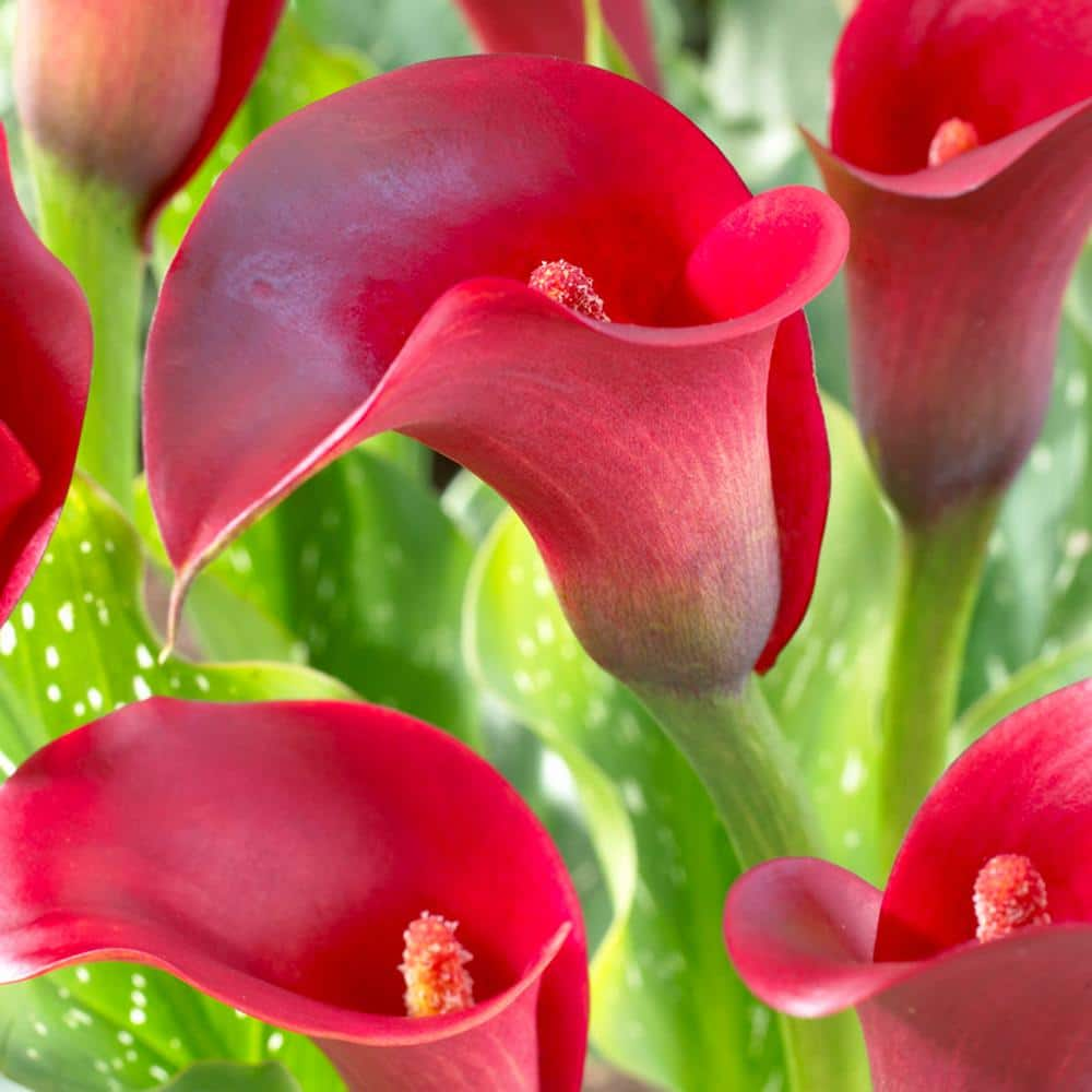 VAN ZYVERDEN Callas Indian Summer Bulbs (5-Pack) 830361