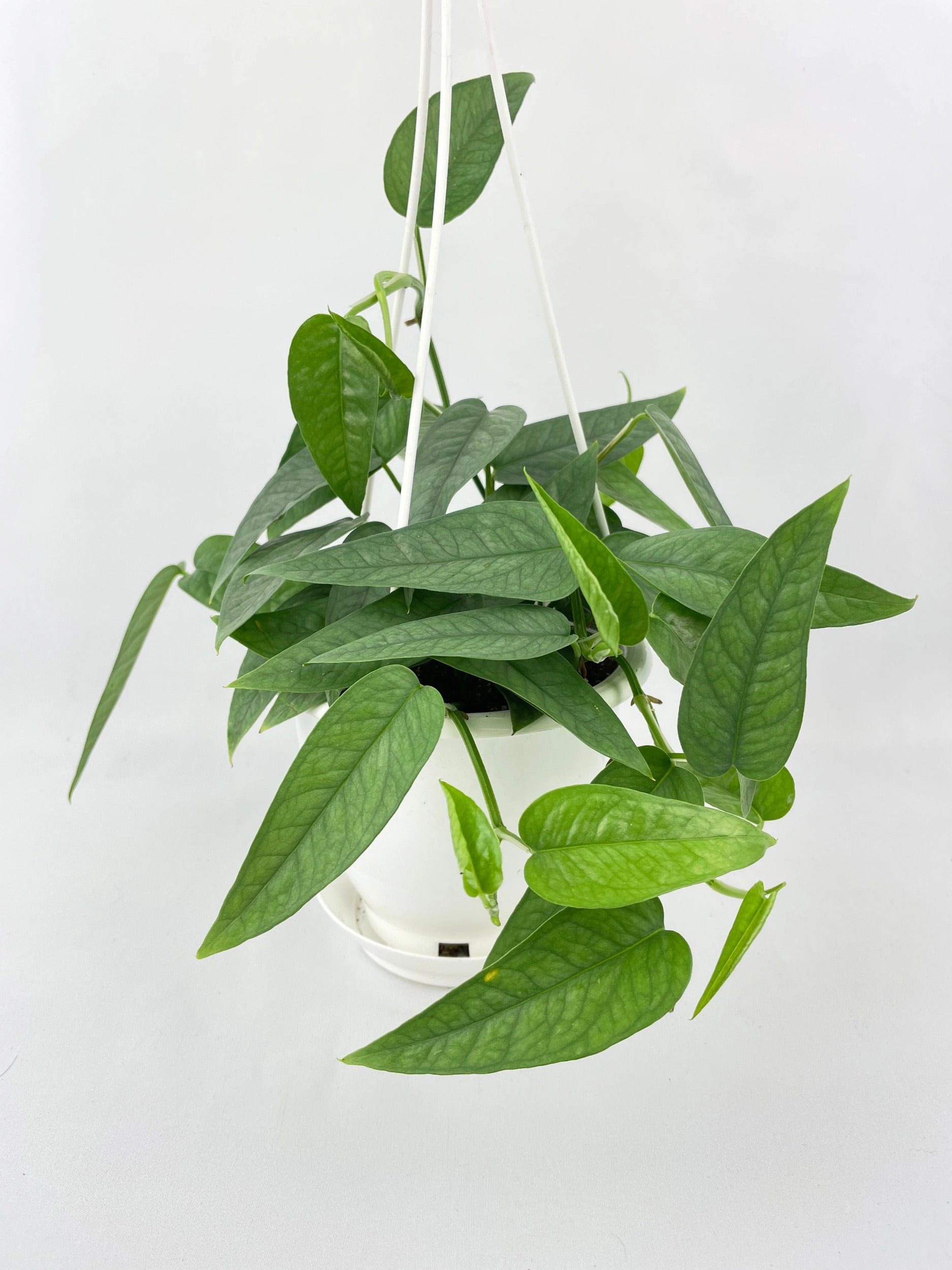 Epipremnum Pinnatum ‘Cebu Blue’ Pothos