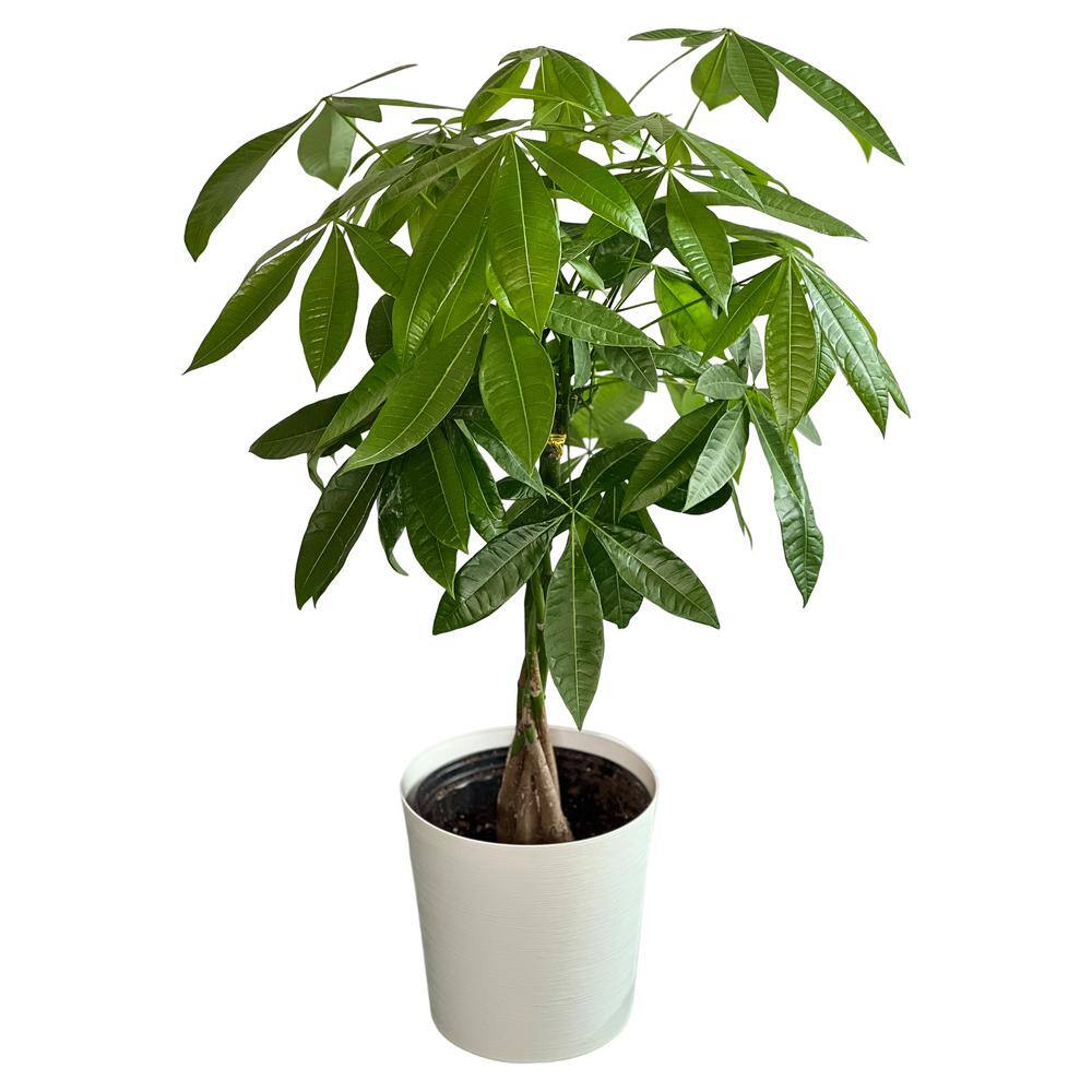 Pure Beauty Farms 1.9 Gal. Pachira Braid Indoor Money Tree Plant in 9.25 in. Designer Pot DC10MONEYTREEDSN