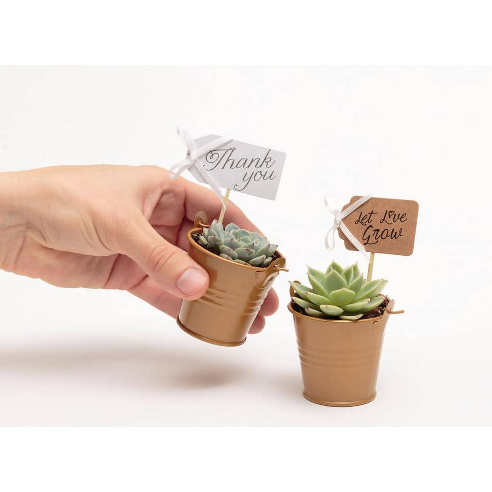 The Succulent Source 2 in. Wedding Event Rosette Succulents Plant with Caramel Metal Pails and Thank You Tags (60-Pack) 2-R-C-TY-60