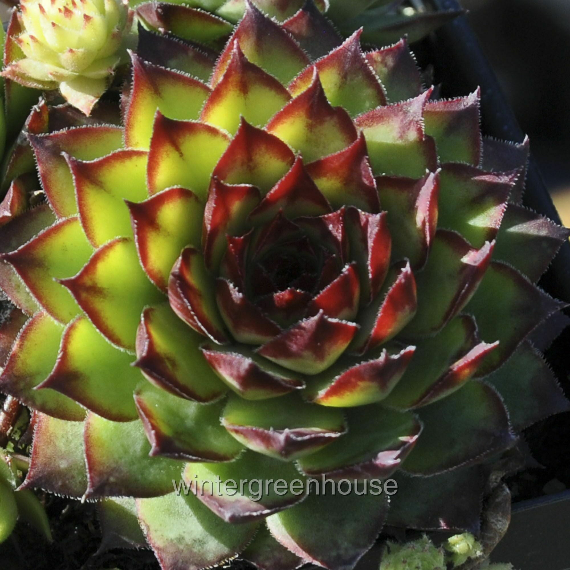 Sempervivum， Montfort， Hen And Chicks - Pot Size: 3 (2.6x3.5) - Alpine Plants， Hen and Chicks