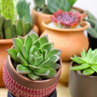 SMART PLANET 2.5 in. Echeveria Collection Plant (8-Pack) 0880055