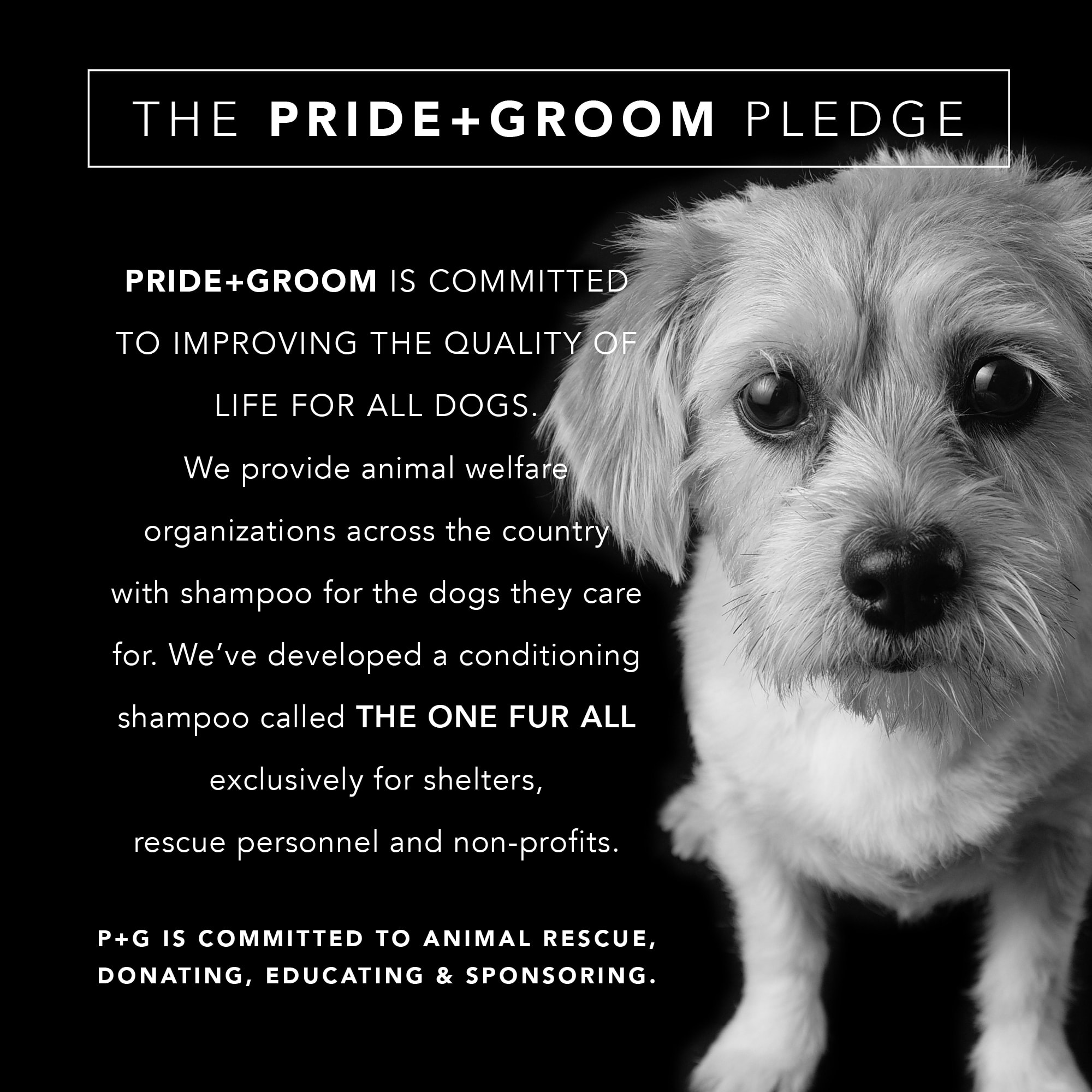 Pride+Groom The Non Shedder Dog Shampoo， 12 fl. oz.