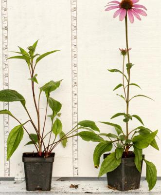 Classy Groundcovers - Purple Cone Flower Hedge Coneflower， Black Sampson {25 Pots - 3 1/2 inch Square}