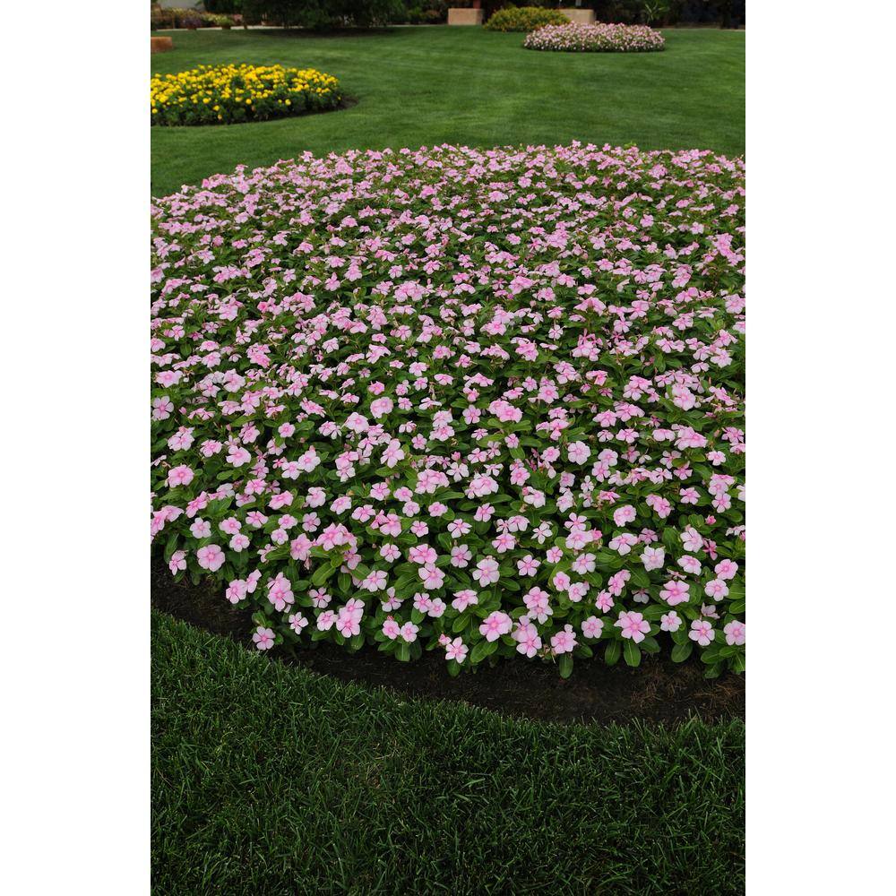 BELL NURSERY 4 in. Pink Vinca Annual Live Plant Pink Flowers (Pack of 6) VINCA4PNK6PK