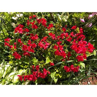 BELL NURSERY 1 Gal. Azalea Johanna Live Flowering Evergreen Shrub Red Flowers AZLEA1JOH1PK