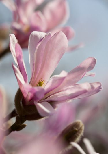 Leonard Messel Magnolia Tree