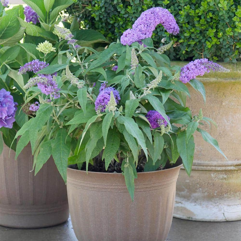 PROVEN WINNERS 2 Gal. Pugster Amethyst Buddleia Shrub with Purple Blooms and Rich Green Foliage 14736