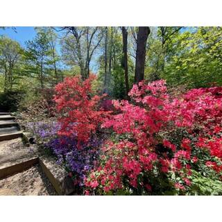 BELL NURSERY 1 Gal. National Beauty Azalea Live Flowering Evergreen Shrub Pink Flowers AZLEA1NAT1PK