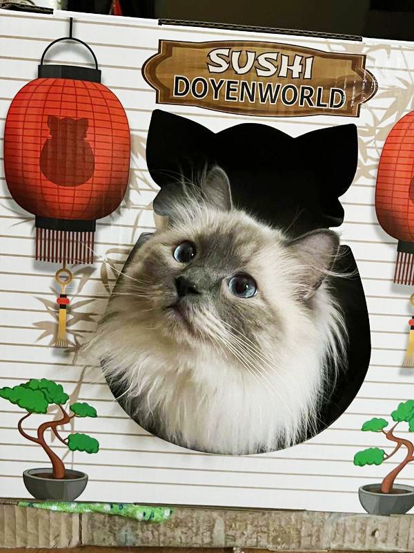 Doyen World Sushi Funbox Cat Scratcher