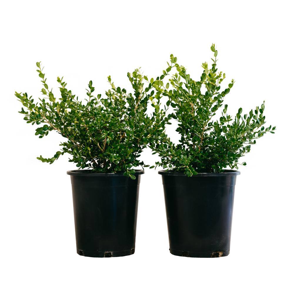 Alder  Oak #5 Container Winter Gem Boxwood Evergreen Shrub (2-pack) BUWI05