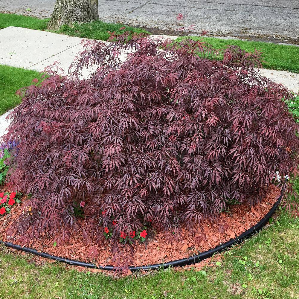 5 gal. Tamukeyama Japanese Red Maple Deciduous Tree MAPJTA05G