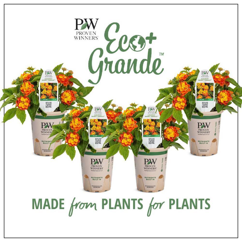 PROVEN WINNERS 4.25 in. Eco+Grande Luscious Basket Tangelo (Lantana Camara) Live Plant OrangeYellow Flowers (4-Pack) LANPRW4007504