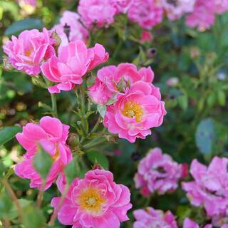 PROVEN WINNERS 2 Gal. Oso Easy Double Pink Rose with True Pink Flowers 16863