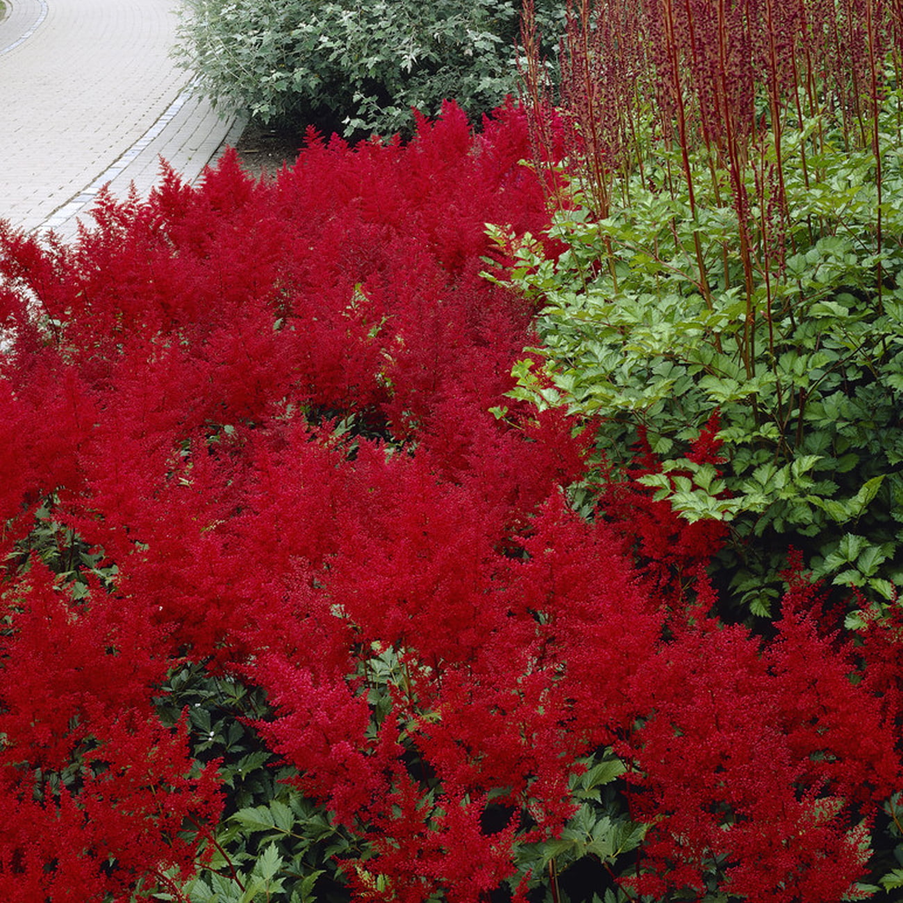 Van Zyverden Astilbe Red Sentinel Set of 5 Plant Roots Red Part Shade