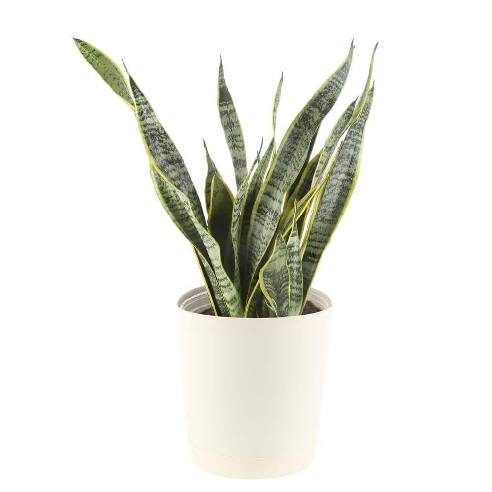 Costa Farms Grower's Choice Sansevieria Indoor Snake Plant in 8.75 in. Natural Decor Basket Avg. Shipping Height 1-2 ft. Tall CO.SZ10.3.SEA