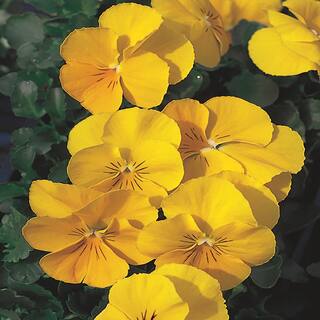 4.5 in. Yellow Pansy Plant 8318