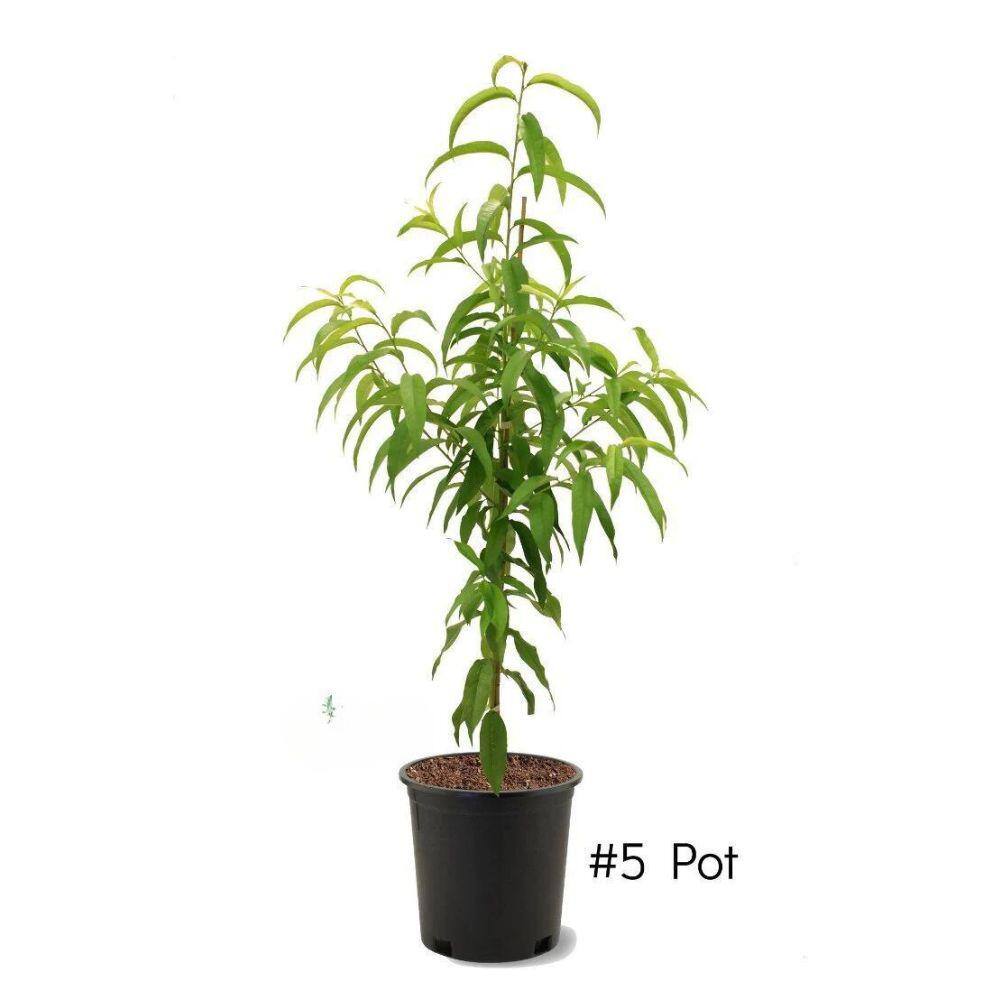 Southern Living 5 gal. Belle Of Georgia Peach Tree PCHBEL05GSL