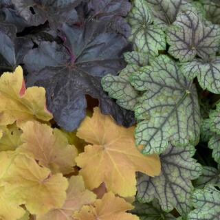 VAN ZYVERDEN Heuchera Mixed Roots (Set of 5) 83850