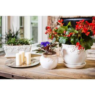 Paddock Home  Garden Ivy League 9 in. W x 8 in. H White Ceramic Planter with Saucer 521384