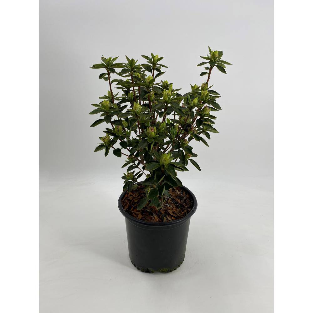 BELL NURSERY 1 Gal. Elsie Lee Azalea Live Shrub Lavender Flowers (3-Pack) AZLEA1LEE3PK