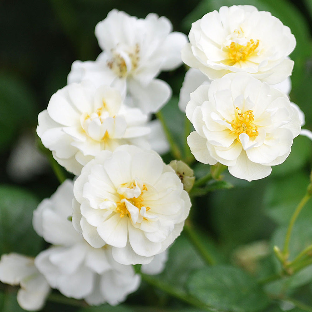 Heirloom Roses White Rose Bush - Cassie Shrub Rose Plant - Live Plants For Garden