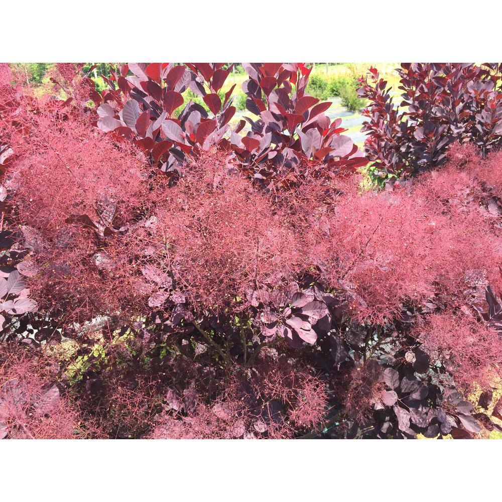 PROVEN WINNERS 1 Gal. Winecraft Black Smokebush (Cotinus) Live Shrub Rich Purple to Orange Foliage COTPRC1026101