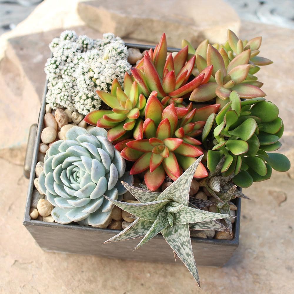 SMART PLANET 9 cm Assorted Succulent Plant Collection (6-Pack) 0883220