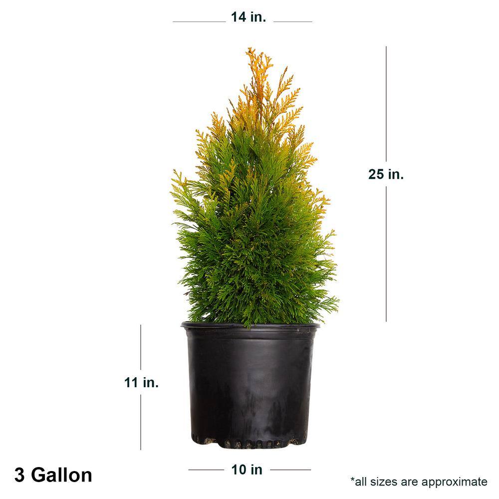 SOUTHERN LIVING 3 Gal. Forever Goldy Arborvitae Evergreen Tree with Golden-Yellow Foliage 55233