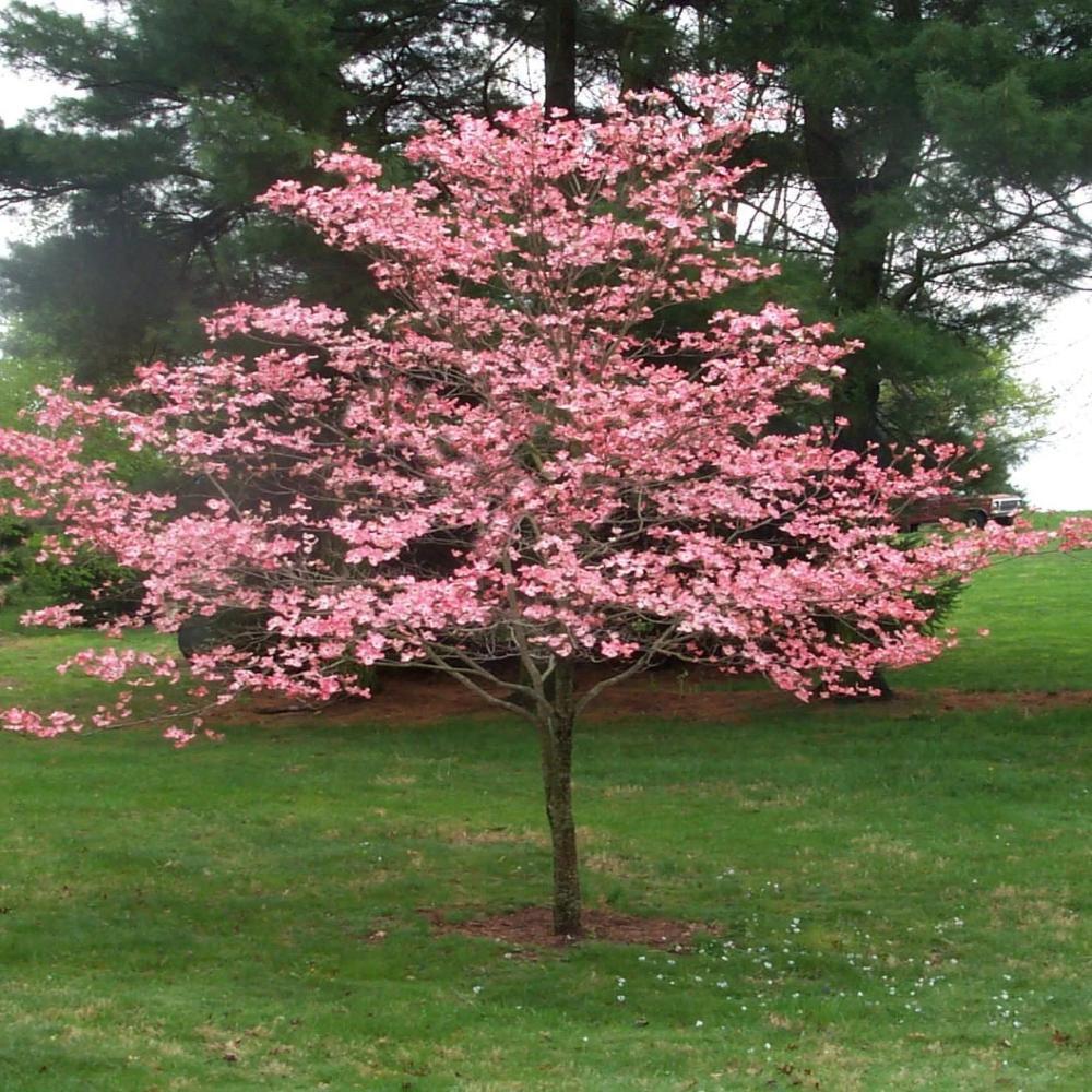 Cherokee Chief Dogwood Tree