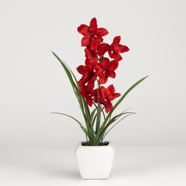 Red Cymbidium Orchid in Square Ceramic Planter