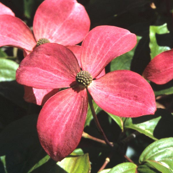 Pink Kousa Dogwood