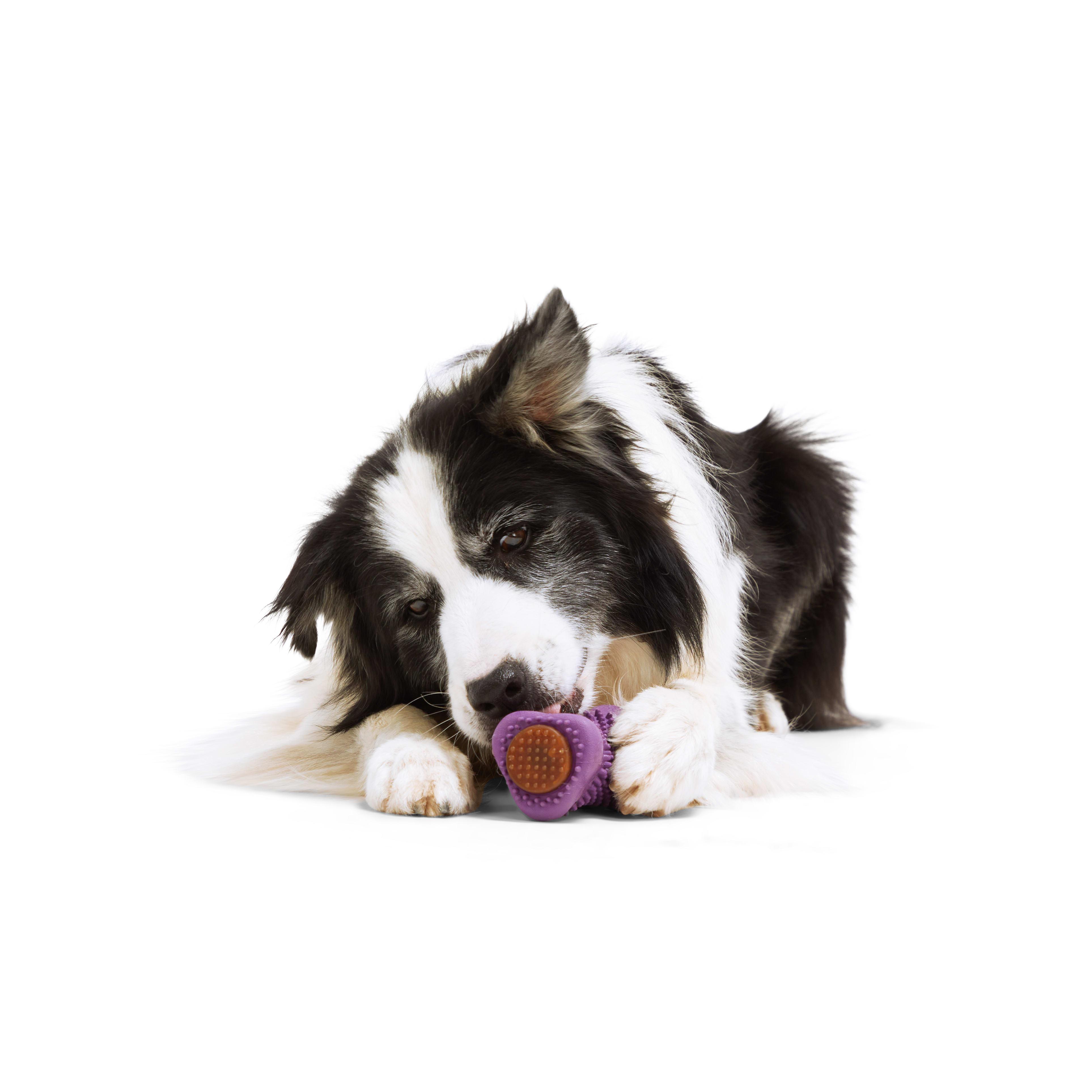 Leaps  Bounds Tube Treat Dog Toy， Small