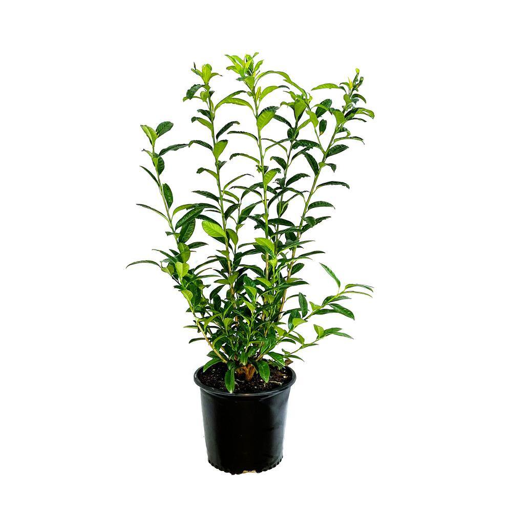 2.25 Gal. Chestnut Hill Cherry Laurel Live Shrub with Fragrant White Flower Spikes O621303