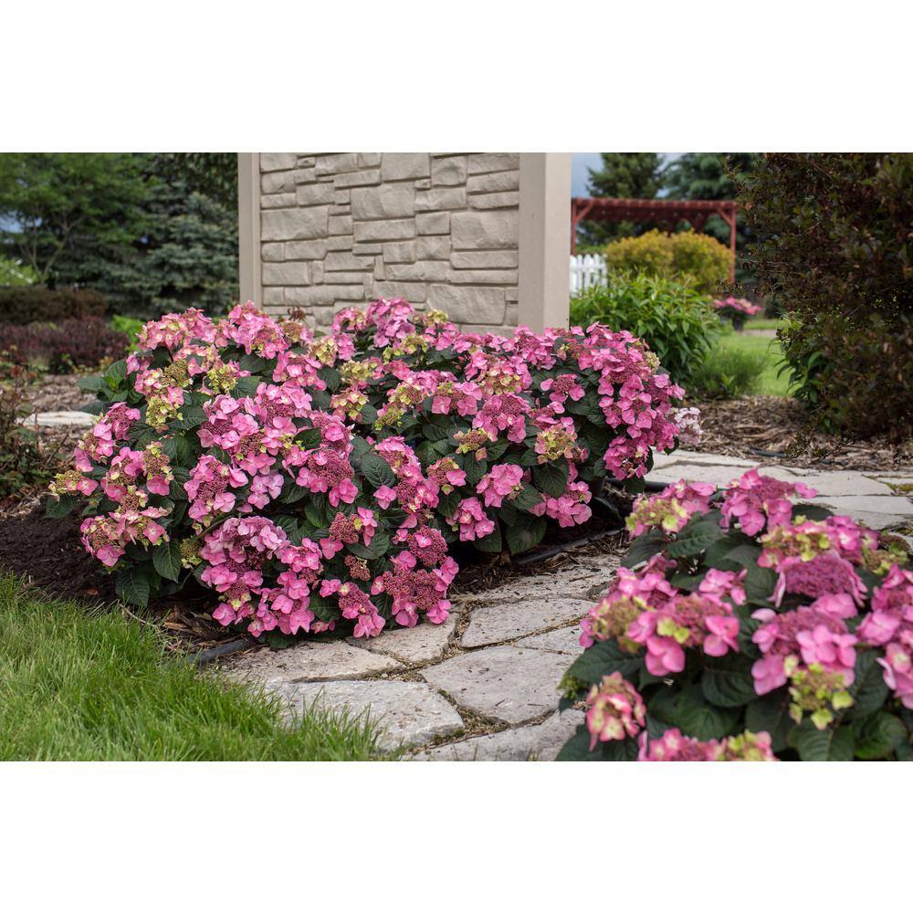 Endless Summer 3 Gal. Pop Star Reblooming Hydrangea Flowering Shrub with Electric Blue or Pink Lacecap Flowers HYDGA3MPS1PK