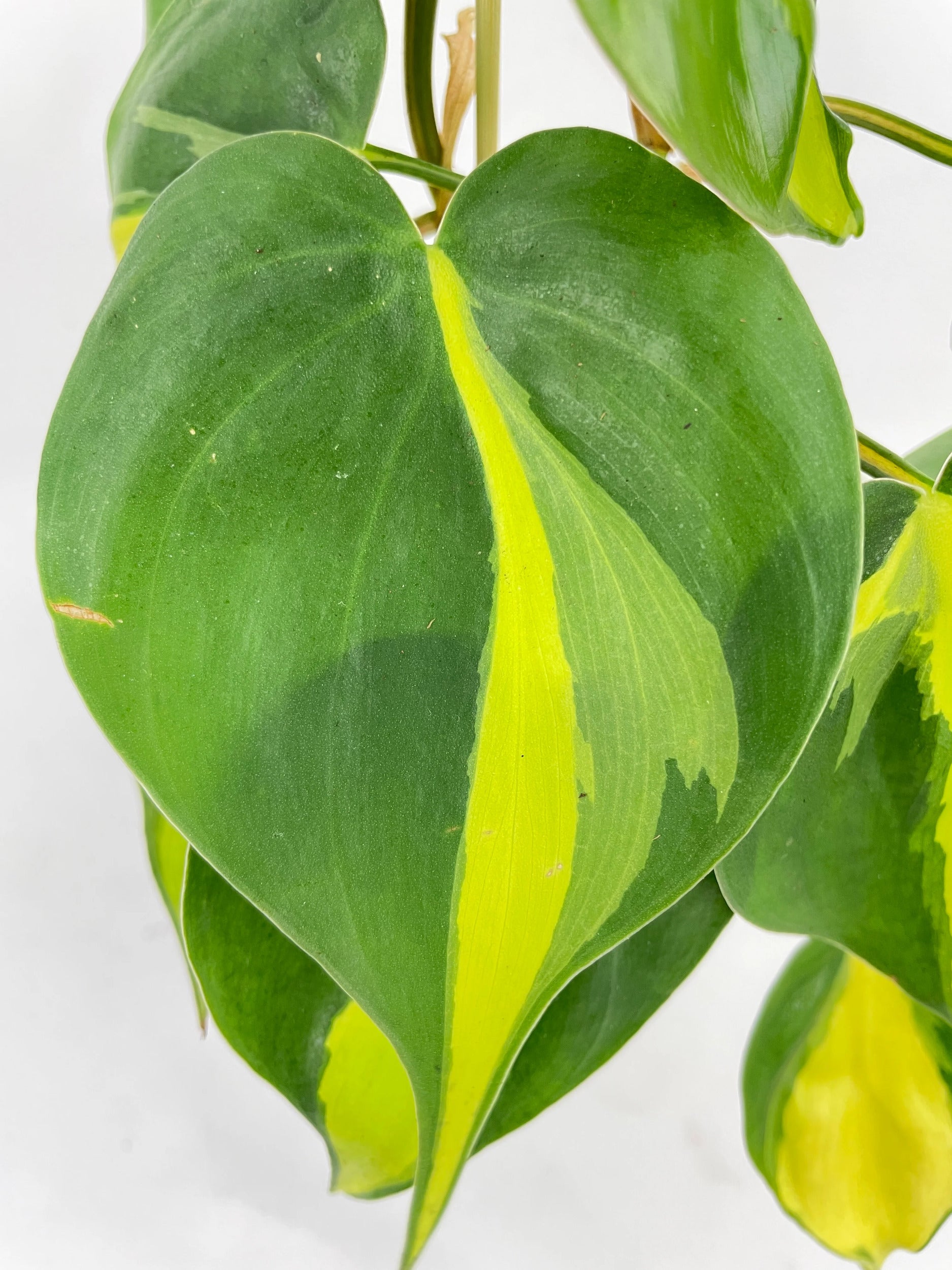 Philodendron Hederaceum Brasil