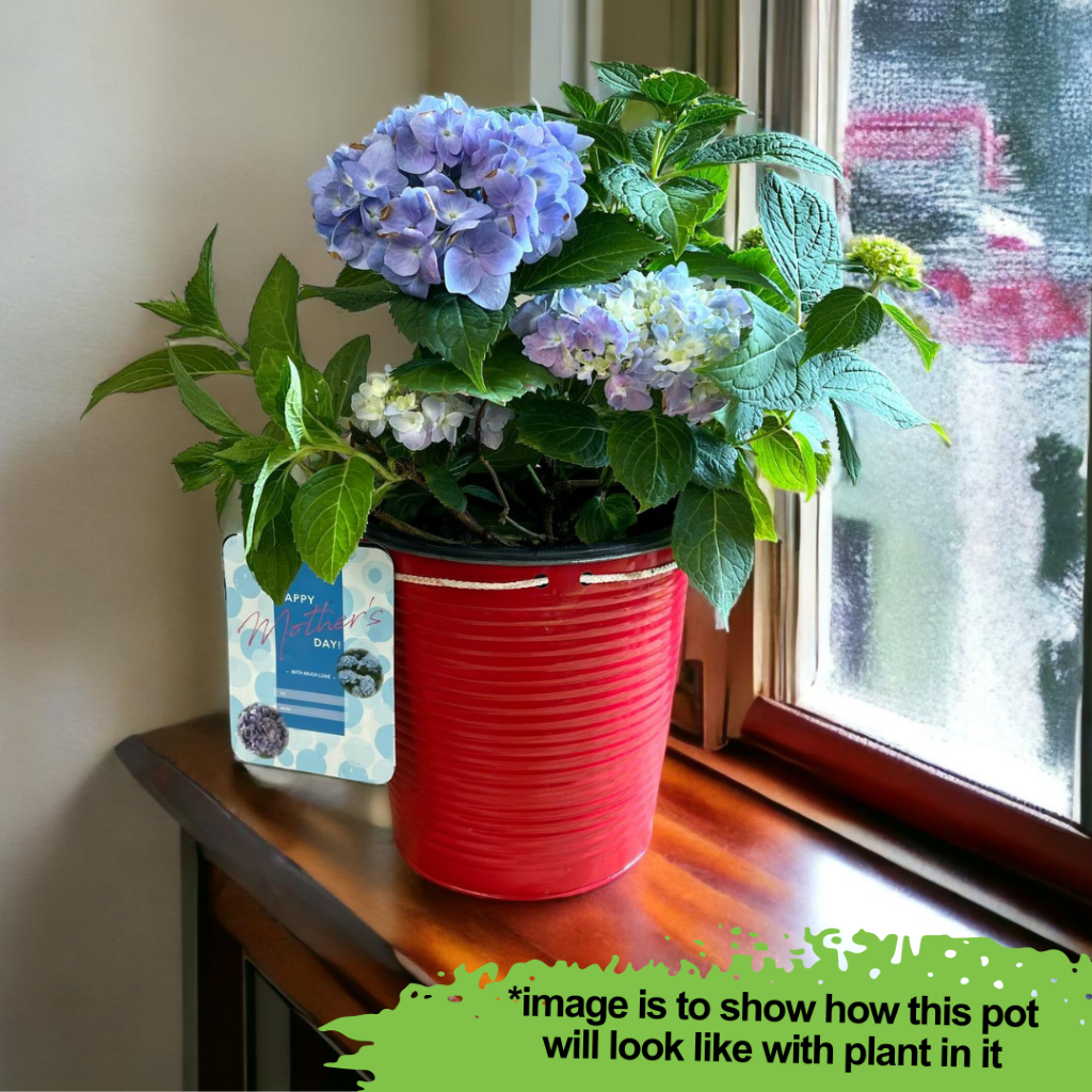 Mini Penny Hydrangea with beautiful pot