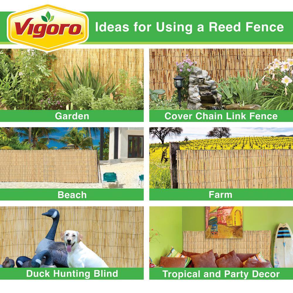 Vigoro 4 ft. H x 8 ft. W Natural Peeled and Polished Reed Fencing 4477301